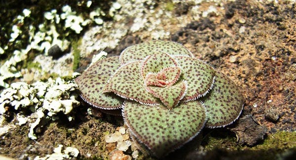 Crassula compacta, young with lichen; Photographed by Jack Latti